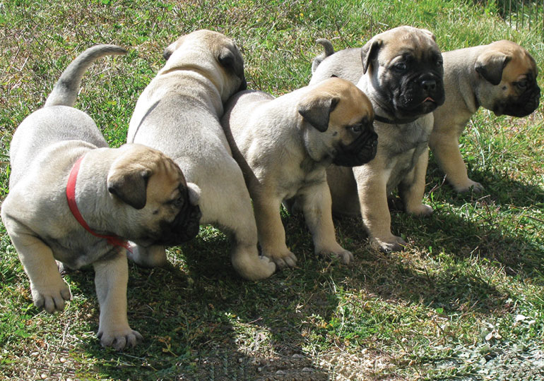 Breeder - Mr Shane Brinkworth