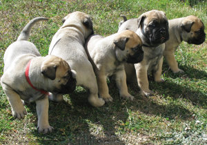 Breeder - Mr Shane Brinkworth