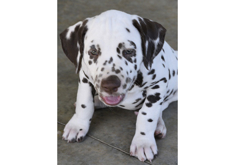 Breeder Gallery Large Image