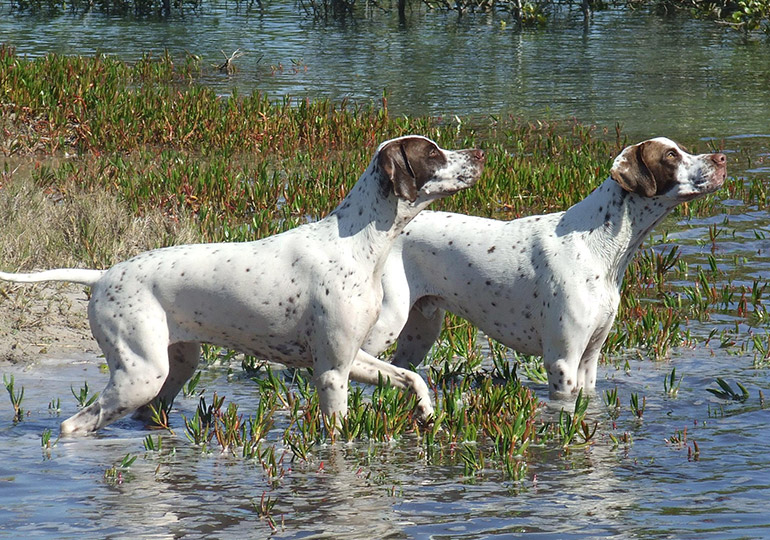 Breeder - Miss C Gutzeit