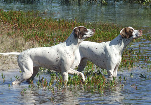 Breeder - Miss C Gutzeit