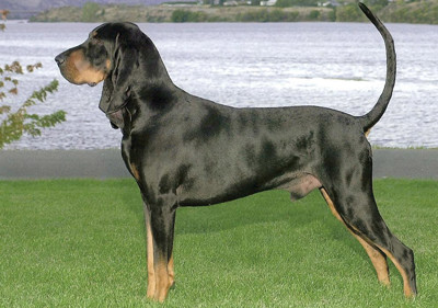 black_and_tan_coonhound