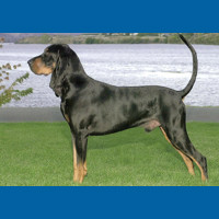 black_and_tan_coonhound