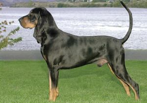 black_and_tan_coonhound