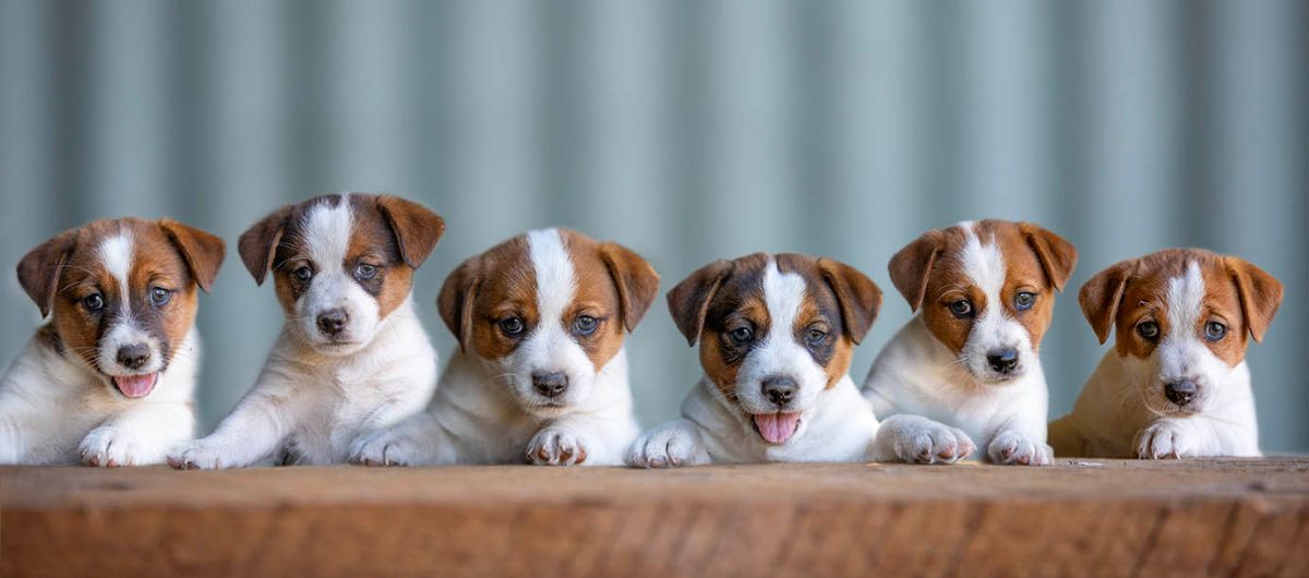 Breeder Gallery Large Image
