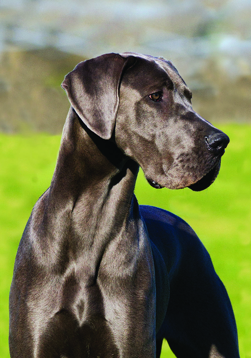 Great Dane head shot