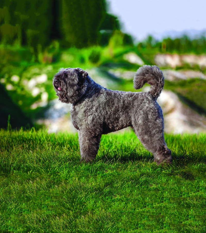 shutterstock_457035259 - edited