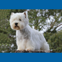 west_highland_white_terrier