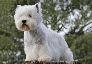 west_highland_white_terrier