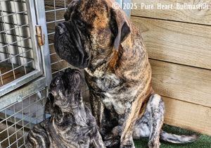 Breeder - Ms Karen Feldbauer