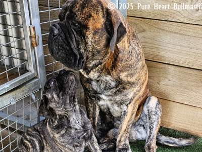 PUREHEARTBUL