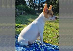 Breeder - Miss Teila Morrison
