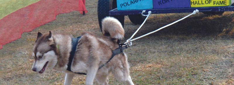 weight-pull-1