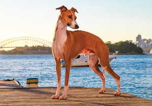 italian_greyhound