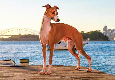 italian_greyhound