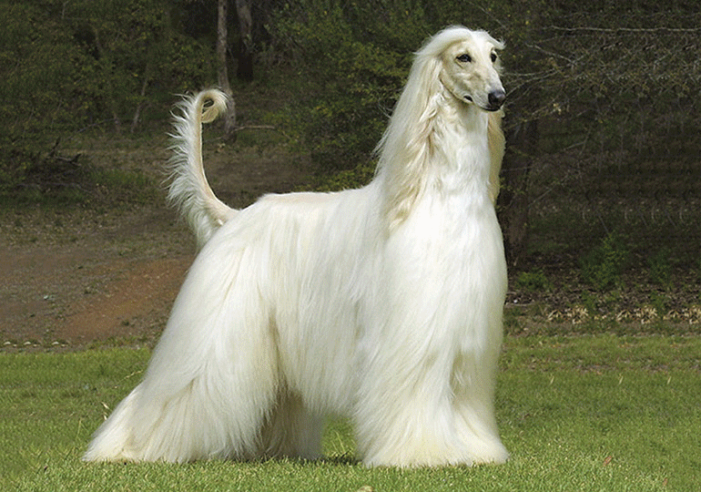 afghan_hound