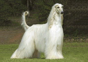 afghan_hound