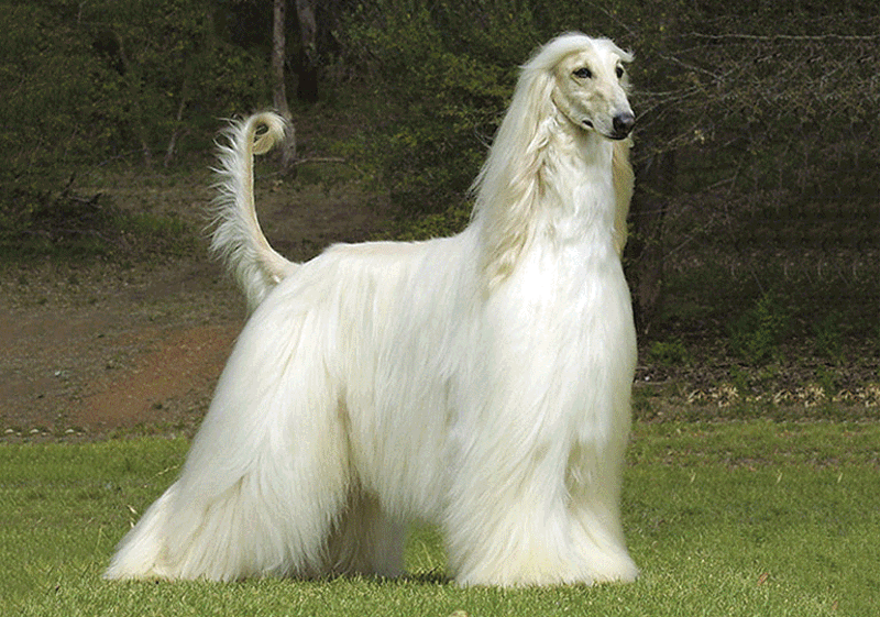 afghan_hound