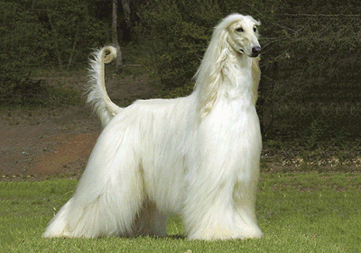 afghan_hound