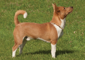 portuguese_podengo__small_