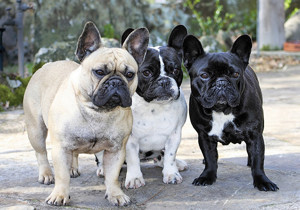 french_bulldog