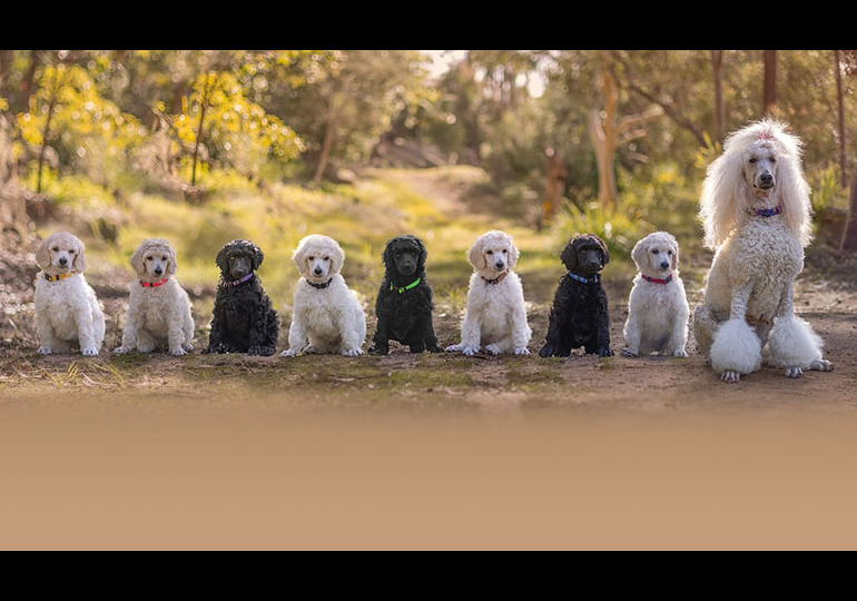 Breeder Gallery Large Image