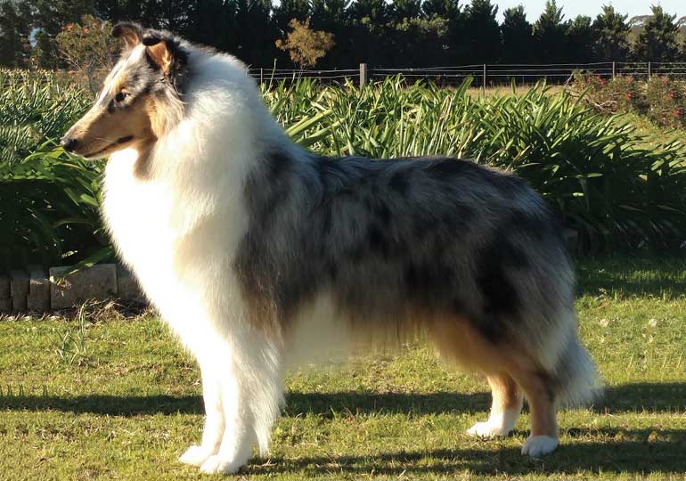 Breeder - Ms Belinda Hales