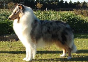 Breeder - Ms Belinda Hales