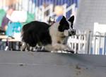 obedience-cdx