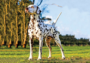 dalmatian