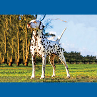 dalmatian
