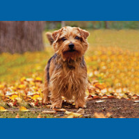 norfolk_terrier