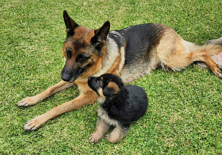Breeder Gallery Large Image