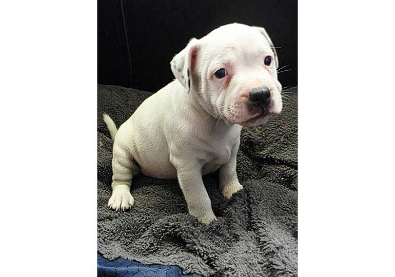 Breeder Gallery Large Image