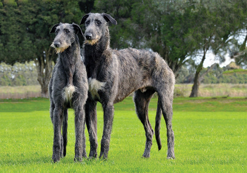 Breed Standard - Deerhound
