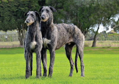 deerhound