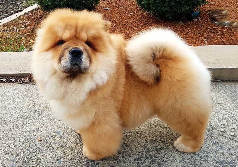 Breeder Gallery Large Image