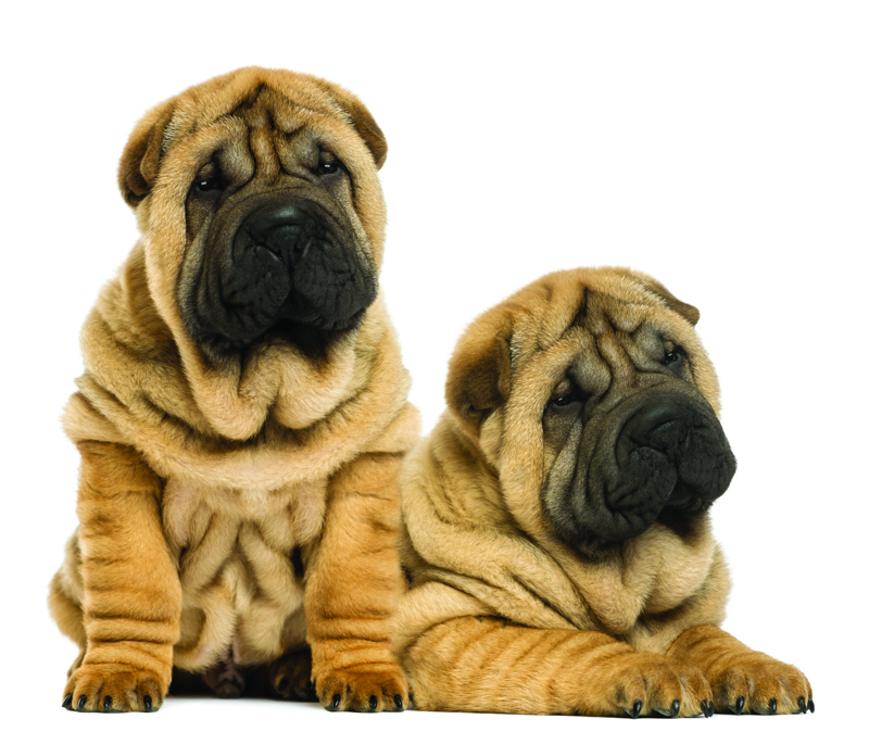 two-shar-pei-puppies-sitting-lying-next-to-each-other-isolated-white-30814083