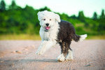 shutterstock_298710881