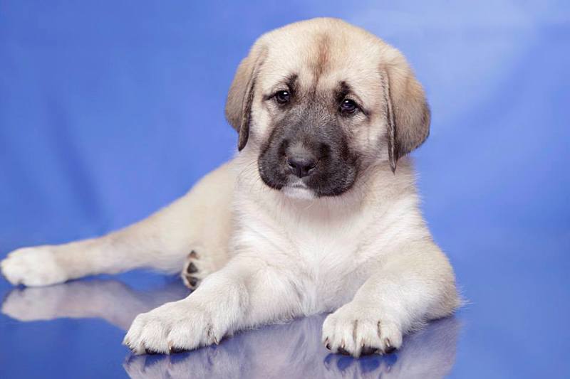 Anatolian puppy