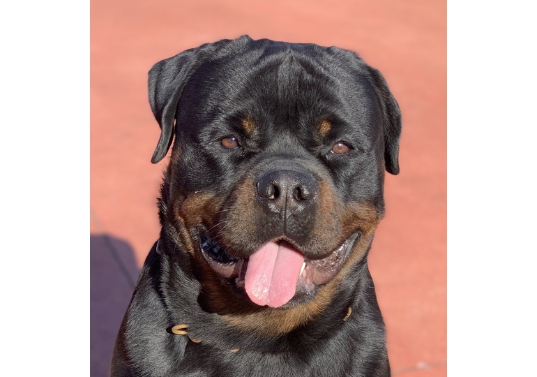 Breeder - Mr Nenad Filipovic
