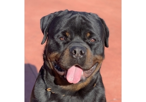 Breeder - Mr Nenad Filipovic