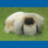 pekingese