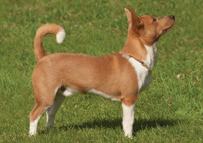 portuguese_podengo