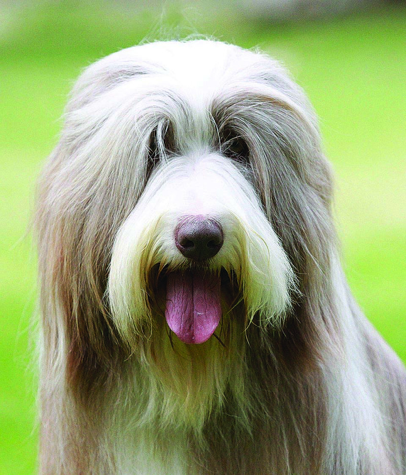 Bearded Collie head shot