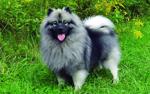 https.dogbreedatlas