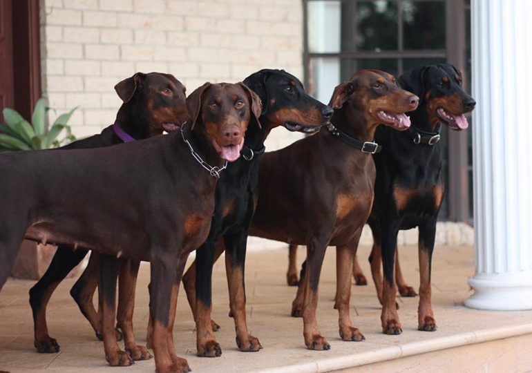 Breeder - Ms Ella Pieton