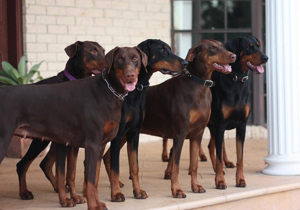Breeder - Ms Ella Pieton