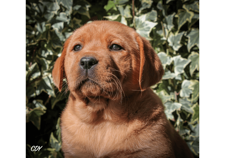 Breeder - Mrs Belinda Roche