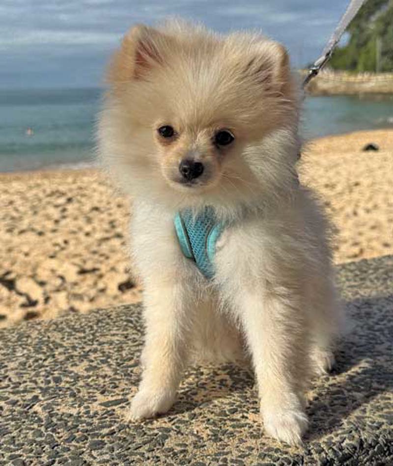 pom-pom.jpg